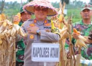 Kapolres Aceh Tamiang Bersama Forkopimda Laksanakan Panen Jagung Perdana “I’M Jagong” Kodim 0117/Aceh Tamiang