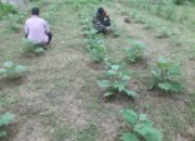Babinsa Kodim 0103/Aceh Utara Dampingi Petani Sayur Terong Di Muara Batu.