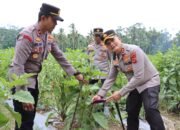 Dukung Swasembada Pangan, Kapolres Pidie Jaya Tinjau Lahan Jagung dan Panen Terong Bersama Petani