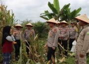 Dukung Ketahanan Pangan, Polres Aceh Tamiang Turut Serta Panen Raya Jagung Tahap I di Tenggulun