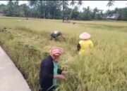 Babinsa Koramil 05/Thu Bantu Petani Panen Padi Di Wilayah Desa Binaan