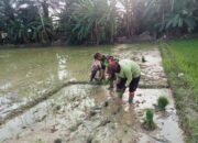 Bantu Petani Tanam Padi, Ini Cara Babinsa Turut Meningkatkan Ketahanan Pangan