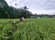 Babinsa Koramil 06/Mpy Turun Ke Sawah Bantu Petani Usir Hama Burung