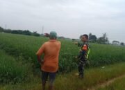 Peran Aktif Babinsa Koramil 06/Manyak Payed Dampingi Petani Pantau Perkembangan Tanaman Padi