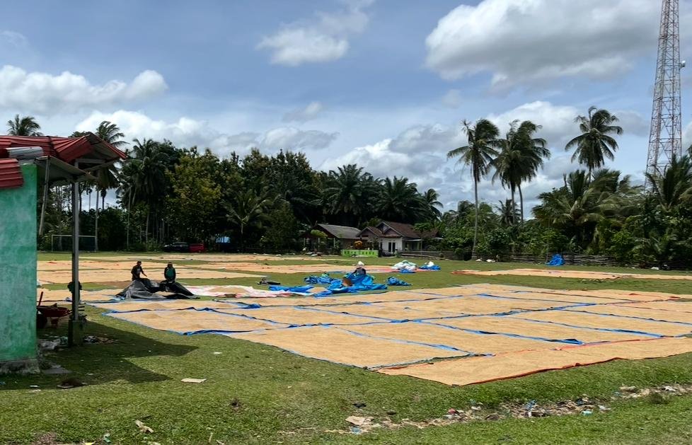 Masyarakat Bergotong royong menjemur padi setelah panen