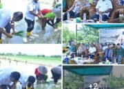Wabub Aceh Tamiang ikut gerakan tanam padi serentak