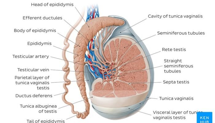 Sumber : https://www.kenhub.com/