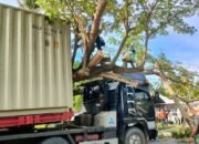 Pohon Tumbang Timbulkan Kemacetan di Pidie Jaya, Polisi dan Warga Lakukan Evakuasi Cepat