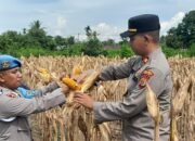 Polsek Jajaran Polres Pidie Jaya Gelar Panen Raya Jagung Serentak Kuartal III Dukung Swasembada Pangan 2025