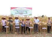 Polres Pidie Jaya Gelar Panen Raya Jagung Serentak Kuartal III Dukung Swasembada Pangan 2025