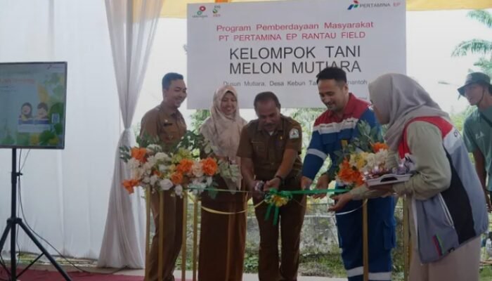 Plt. Sekda Aceh Tamiang Launching Panen Raya Melon Mutiara Program CSR PT. Pertamina