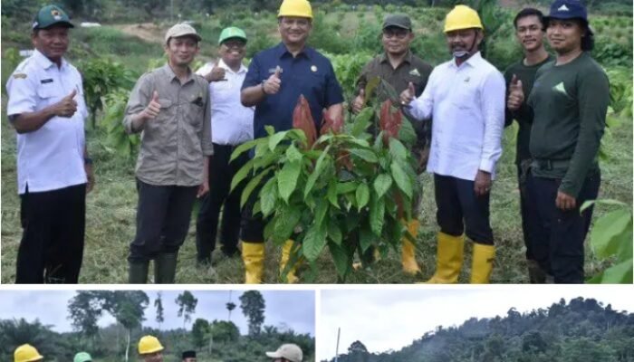 Tinjau Kebun Uji Lapang Klon Kakao, Bupati Aceh Tamiang Sebut Salah Satu Komoditas Unggulan Daerah