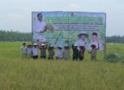 Wakil Gubernur Aceh dan Wakil Bupati Aceh Tamiang Kompak Panen Raya, Bukti Sinergi Pemerintah dan Petani