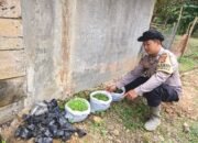 Gagasan Kapolda Aceh Tunjukkan Hasil, Lumpur Banjir Ternyata Bisa Jadi Media Tanam Produktif