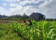 Babinsa Dampingi Petani Rawat Tanaman Jagung