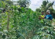 Supaya Berhasil, Babinsa Bersama Petani Pantau Perkembangan Tanaman Kacang panjang