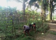 Tanjung Lipat Satu Bantu Petani Merawat Tanaman Kacang Panjang