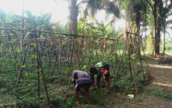 Tanjung Lipat Satu Bantu Petani Merawat Tanaman Kacang Panjang