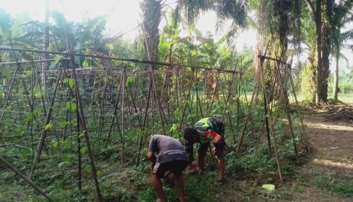Tanjung Lipat Satu Bantu Petani Merawat Tanaman Kacang Panjang