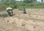 Babinsa Dampingi Petani Dalam Merawat Tanaman Terong Ungu Warga Desa Binaan