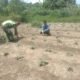 Babinsa Dampingi Petani Dalam Merawat Tanaman Terong Ungu Warga Desa Binaan