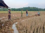 Siapkan Lahan, Babinsa Dampingi Petani Bajak Sawah Dengan Traktor