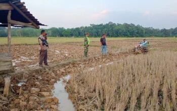 Siapkan Lahan, Babinsa Dampingi Petani Bajak Sawah Dengan Traktor