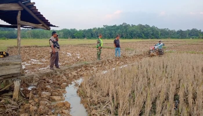 Siapkan Lahan, Babinsa Dampingi Petani Bajak Sawah Dengan Traktor