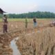 Siapkan Lahan, Babinsa Dampingi Petani Bajak Sawah Dengan Traktor