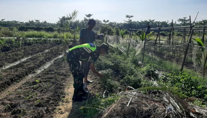 Babinsa Muka Sungai Kuruk Satu Bantu Petani Bersihkan Gulma Pada Tanaman Cabai