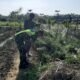 Babinsa Muka Sungai Kuruk Satu Bantu Petani Bersihkan Gulma Pada Tanaman Cabai