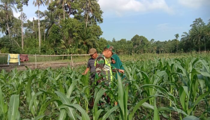 Wujudkan Ketahanan Pangan, Babinsa Pantau Pertumbuhan Jagung