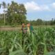 Wujudkan Ketahanan Pangan, Babinsa Pantau Pertumbuhan Jagung