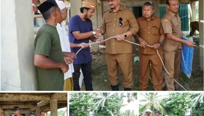 2 Ekor Sapi Kurban dari Presiden Prabowo di Serahkan Oleh Bupati Aceh Tamiang untuk Warga Terdampak Banjir