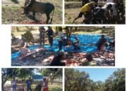 Idul Adha 1447 H: PTPN IV Regional 6 Kebun Pulau Tiga Wujudkan Kepedulian Lewat 60 Hewan Kurban