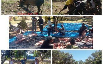 Idul Adha 1447 H: PTPN IV Regional 6 Kebun Pulau Tiga Wujudkan Kepedulian Lewat 60 Hewan Kurban