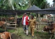 Pemkab Aceh Tamiang Terima 150 Ekor Sapi Kurban dari WEPA untuk Warga Terdampak Banjir