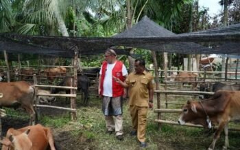 Pemkab Aceh Tamiang Terima 150 Ekor Sapi Kurban dari WEPA untuk Warga Terdampak Banjir