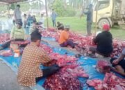 Bupati Aceh Tamiang Pimpin Pemotongan 17 Ekor Sapi Kurban, Daging Disalurkan ke Warga Terdampak Banjir di HUNTARA