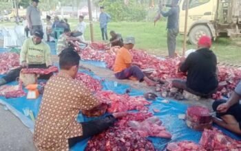 Bupati Aceh Tamiang Pimpin Pemotongan 17 Ekor Sapi Kurban, Daging Disalurkan ke Warga Terdampak Banjir di HUNTARA