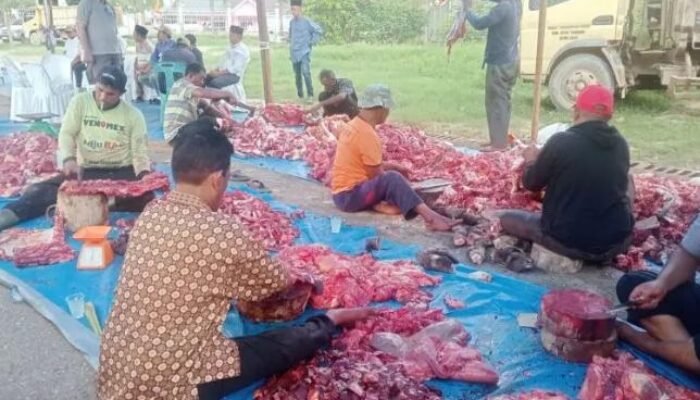 Bupati Aceh Tamiang Pimpin Pemotongan 17 Ekor Sapi Kurban, Daging Disalurkan ke Warga Terdampak Banjir di HUNTARA