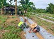 Babinsa Harum Sari Dampingi Petani Tanam Semangka