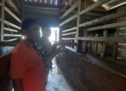Babinsa Komsos Dengan Peternak Kambing Desa Binaan