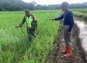 Antisipasi Serangan Hama, Babinsa Dampingi Petani Semprot Tanaman Padi