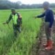 Antisipasi Serangan Hama, Babinsa Dampingi Petani Semprot Tanaman Padi