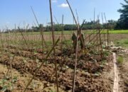 Dari Tanam Hingga Panen, Babinsa Setia Dampingi Petani Timun di Telaga Meuku Dua