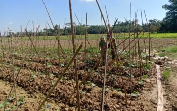 Dari Tanam Hingga Panen, Babinsa Setia Dampingi Petani Timun di Telaga Meuku Dua