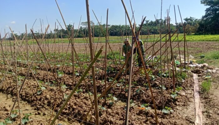 Dari Tanam Hingga Panen, Babinsa Setia Dampingi Petani Timun di Telaga Meuku Dua