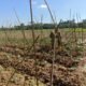 Dari Tanam Hingga Panen, Babinsa Setia Dampingi Petani Timun di Telaga Meuku Dua
