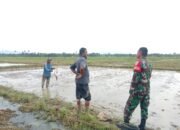 Wujud Kemanunggalan, Babinsa Komsos Bareng Petani di Wilayah Binaan